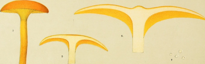 Illustrations of british fungi