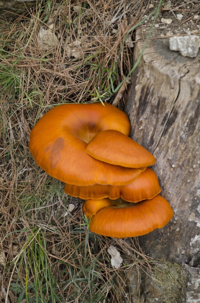 Ложная лисичка гриб