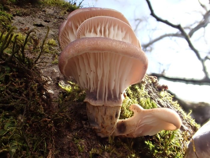 Omphalotus japonicus