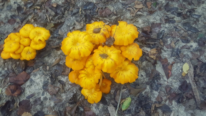Jack o lantern mushroom