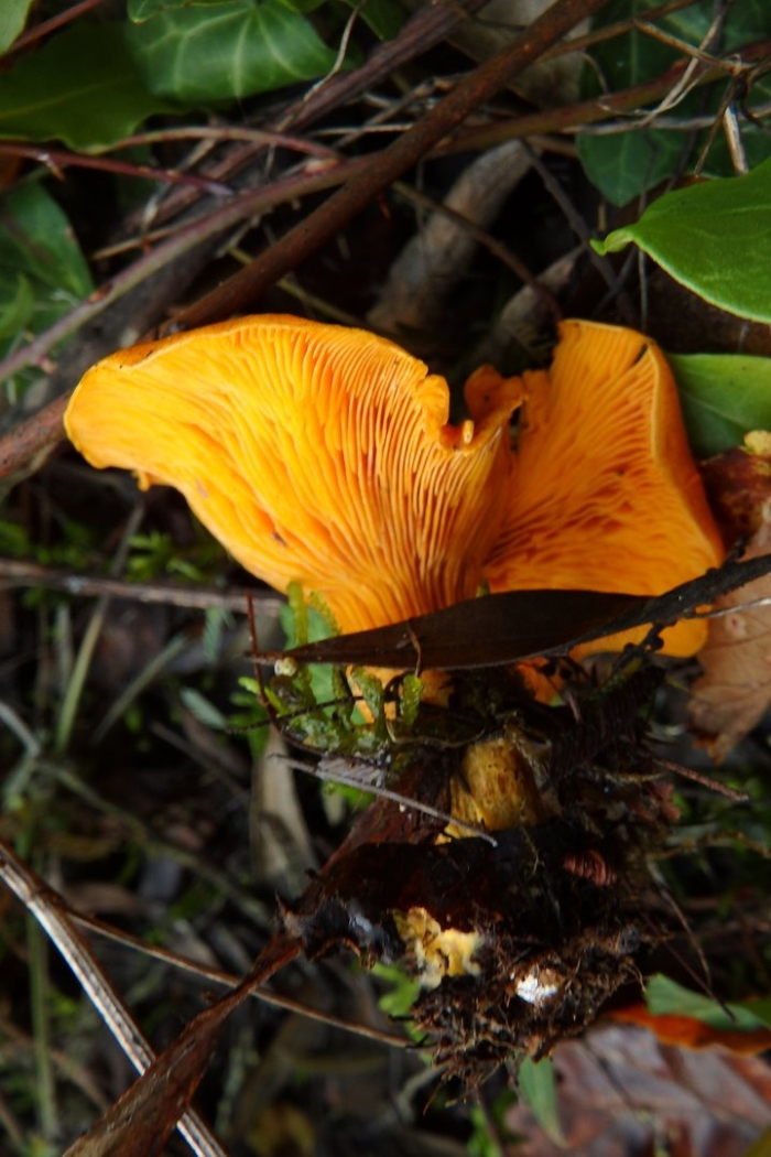 Cantharellus cibarius – лисичка настоящая