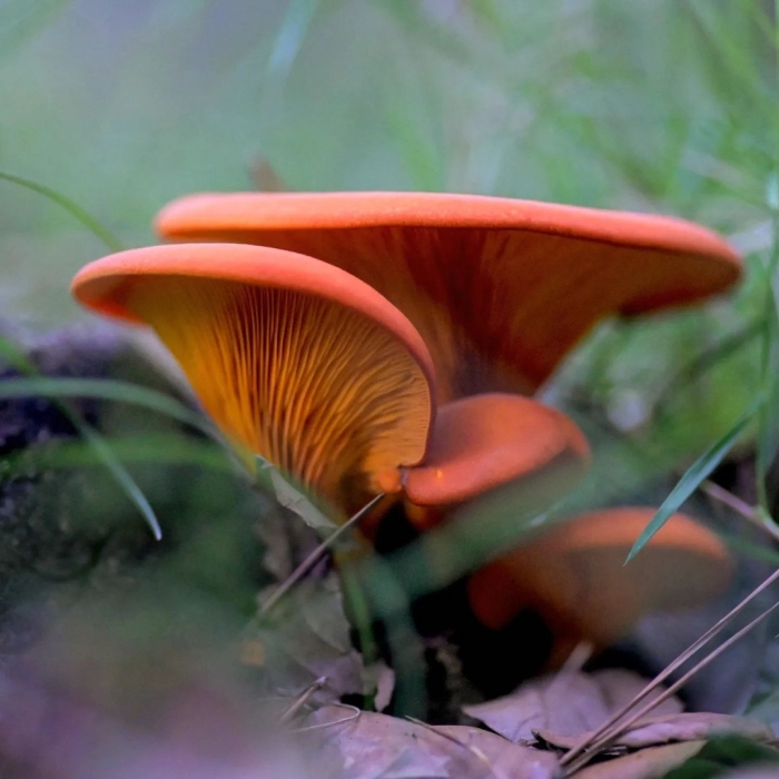 Омфалот маслиновый