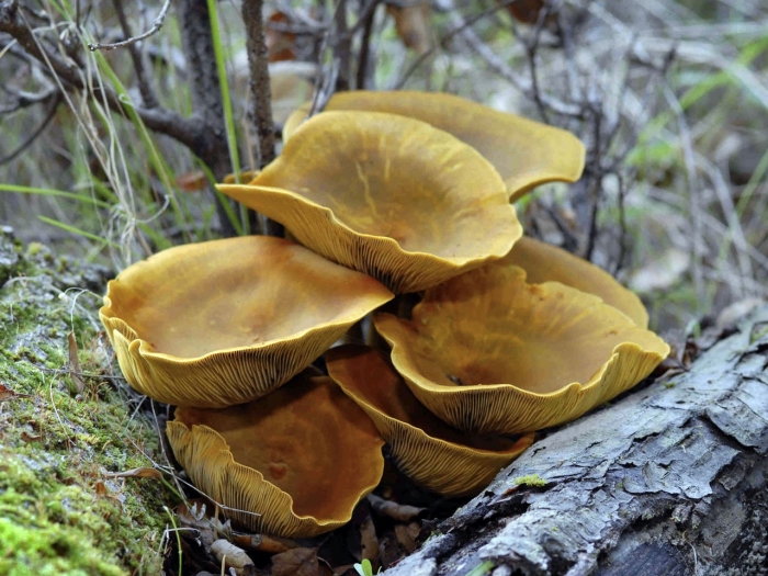 Omphalotus olivascens