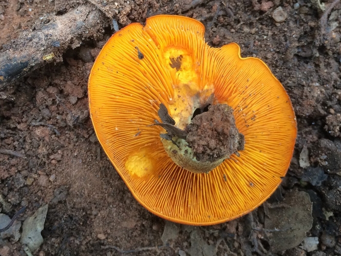 Lactarius salmonicolor