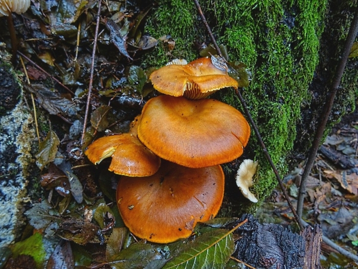 Омфалотус масличный