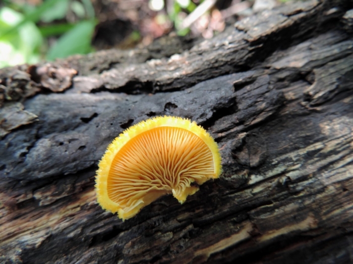 Phyllotopsis nidulans