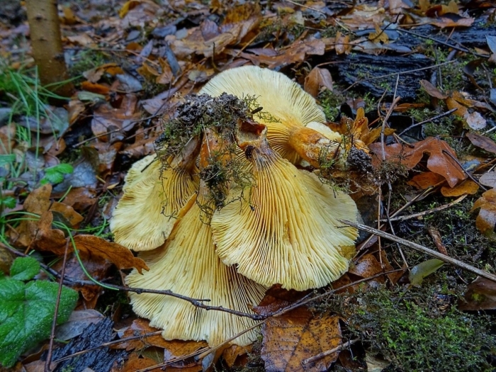 Cantharellus cibarius
