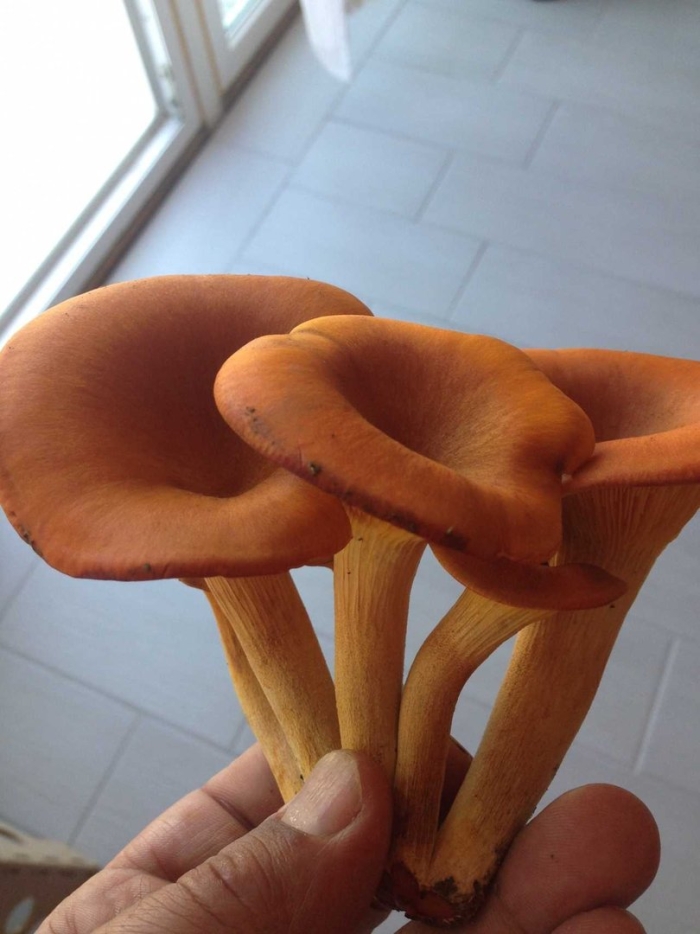 Омфалот маслиновый