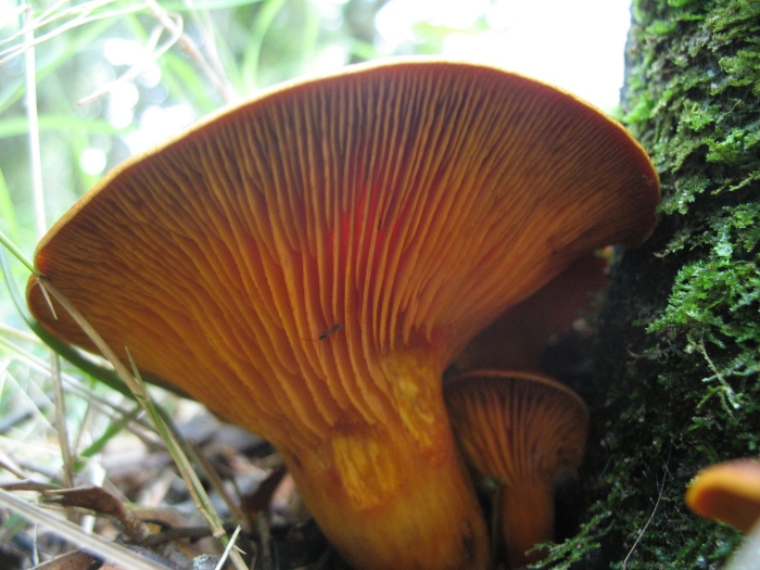 Omphalotus olearius