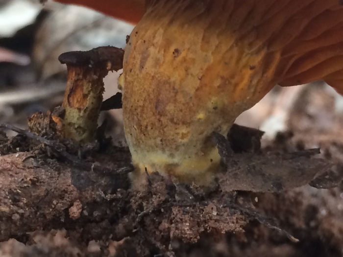 Phylloporus pelletieri