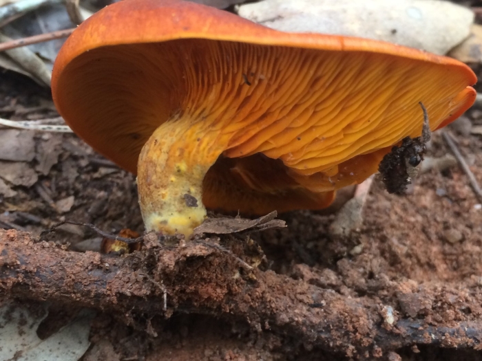 Омфалот маслиновый