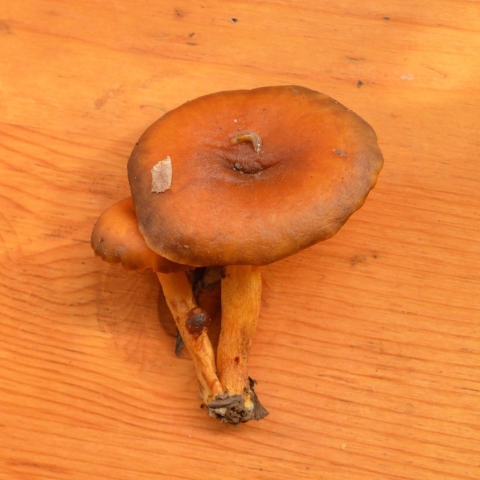 Млечник неедкий гриб