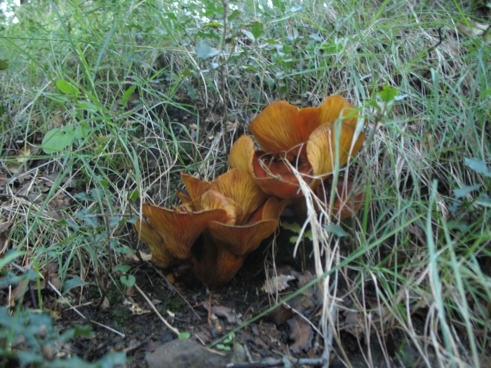 Omphalotus olearius