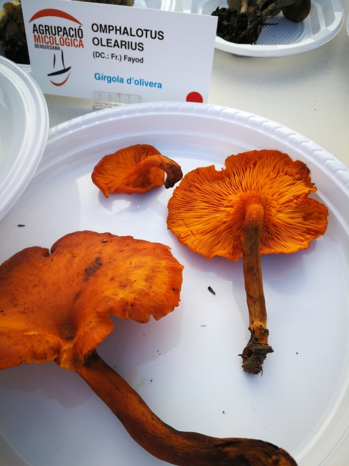 Omphalotus subilludens