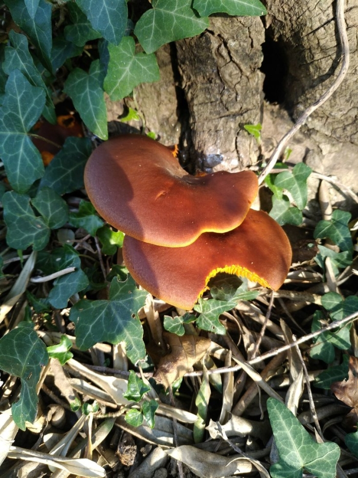 Omphalotus olearius