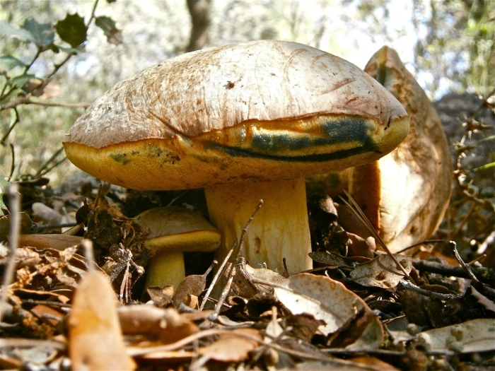 Боровик жёлтый boletus junquilleus