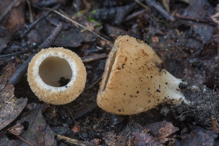 Тарзетта бочковидная