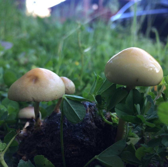 Строфария полушаровидная