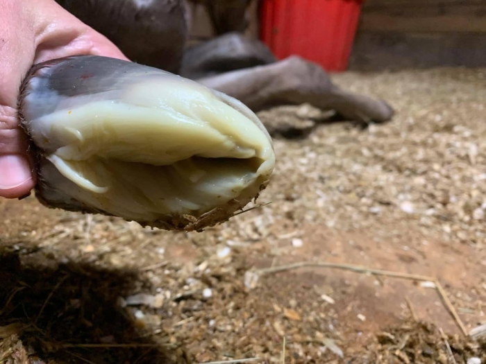 Копыта новорожденных жеребят