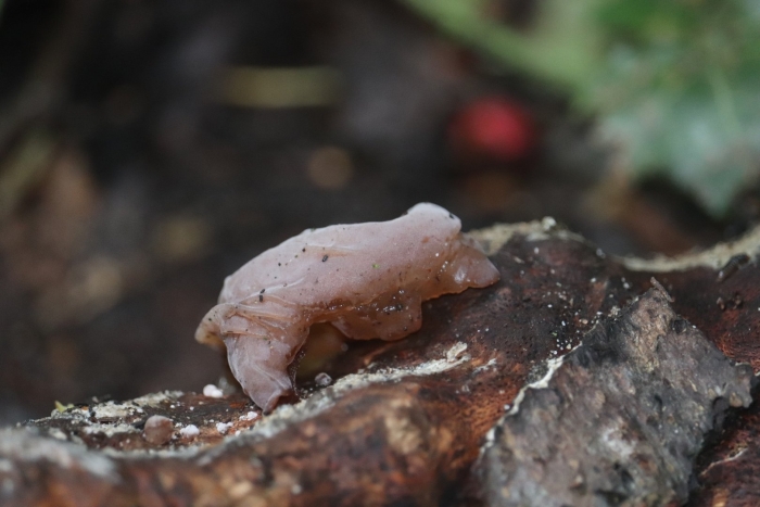 Auricularia auricula judae