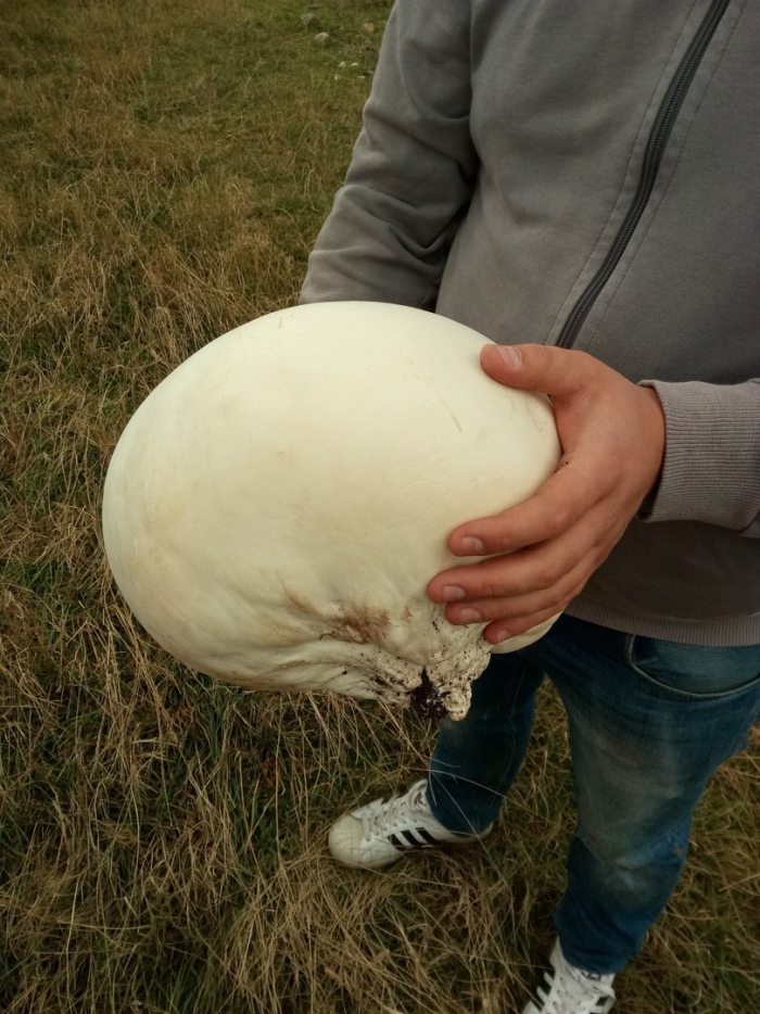 Хищные грибы узбекистана