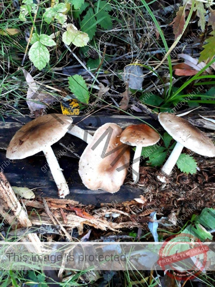 Гебелома клейкая валуй ложный