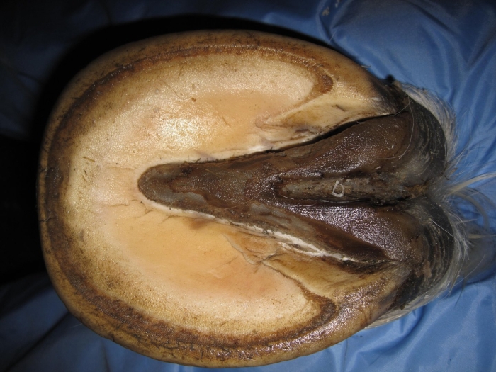 Копыта лошадей