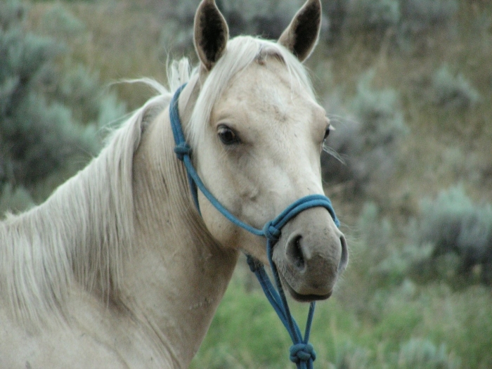 Изабелловая упряжная лошадь