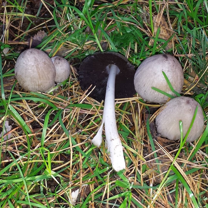 Навозник серый coprinus atramentarius