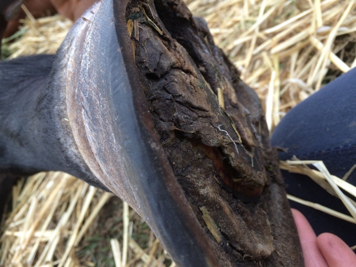 Ревматическое воспаление копыт ламинит