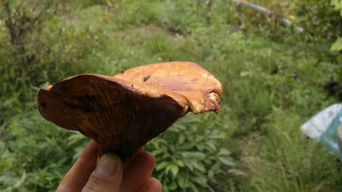 Свинушка гриб