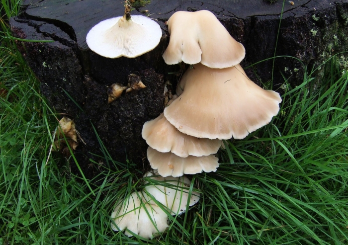 Вешенка (pleurotus ostreatus)