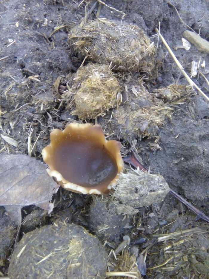 Пецица пузырчатая