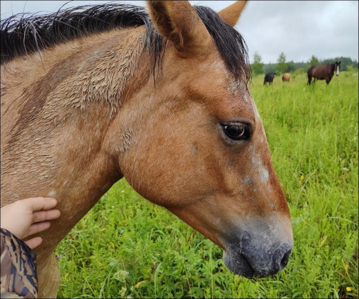 Саврасая масть лошадей