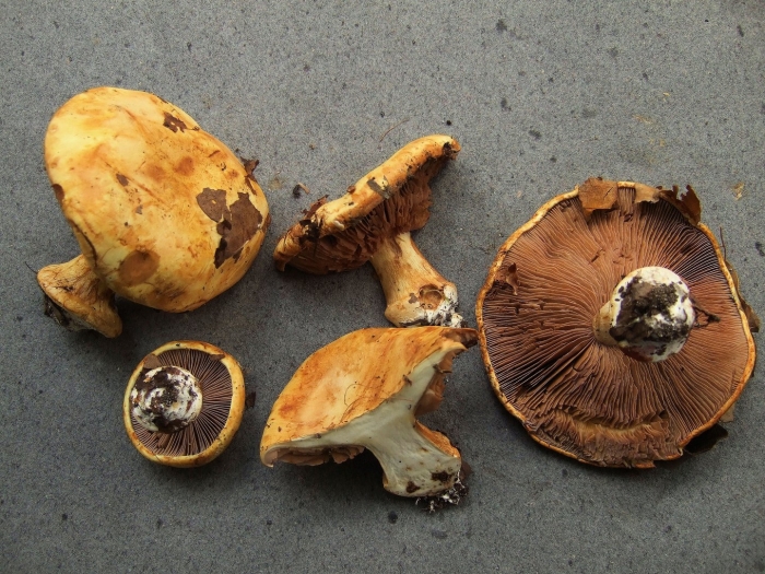 Cortinarius elegantior