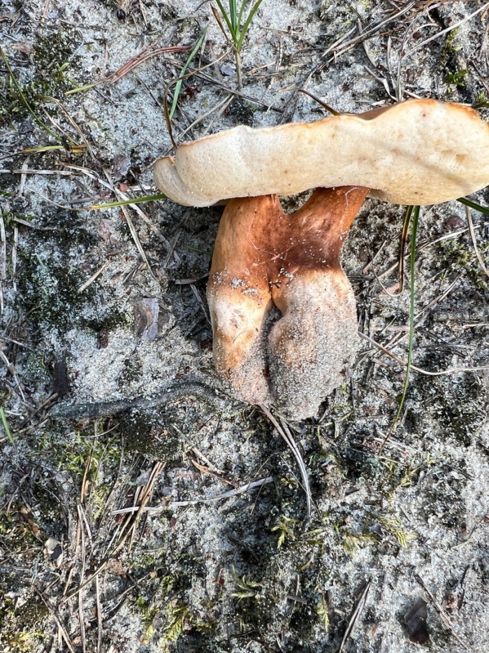 Гриб гиропорус песчаный