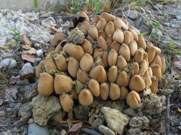 Навозник гриб