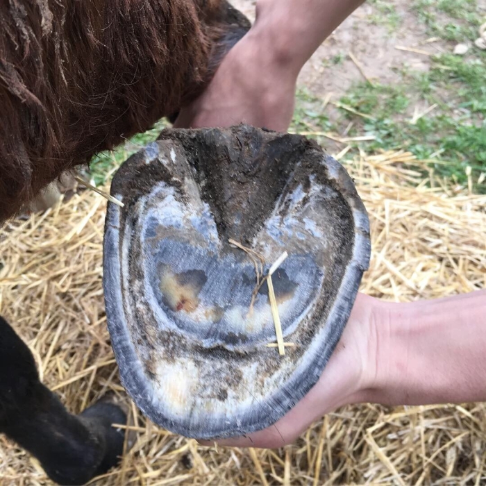 Расчистка копыт лошади