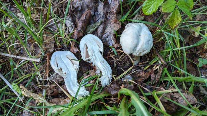 Шампиньон полевой agaricus arvensis