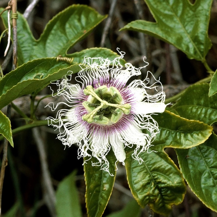 Пассифлора эдулис