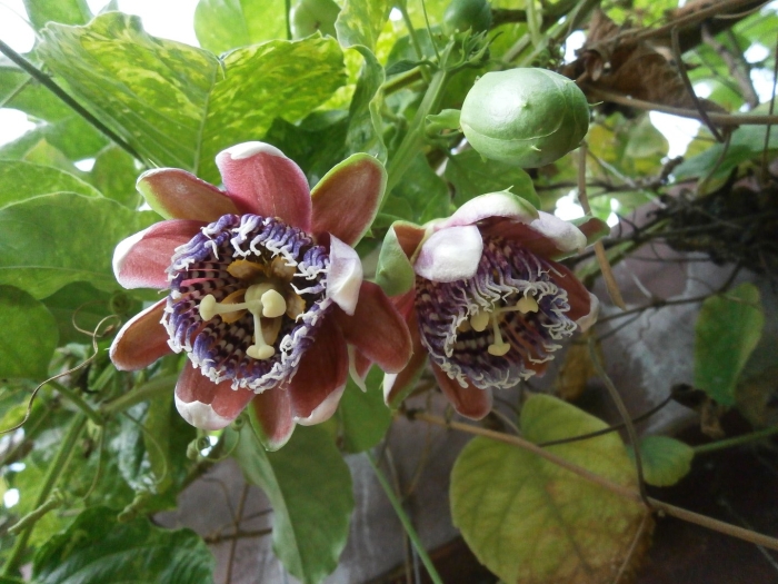 Пассифлора цветок