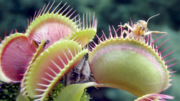 Dionaea muscipula