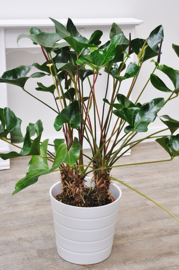 Anthurium 'arrow' - антуриум