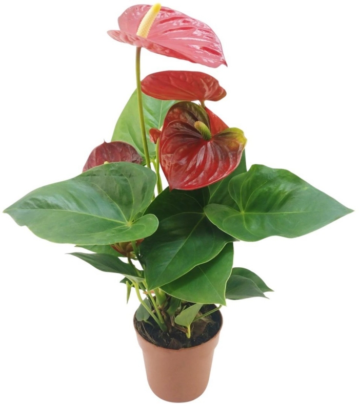 Антуриум алексия глориус