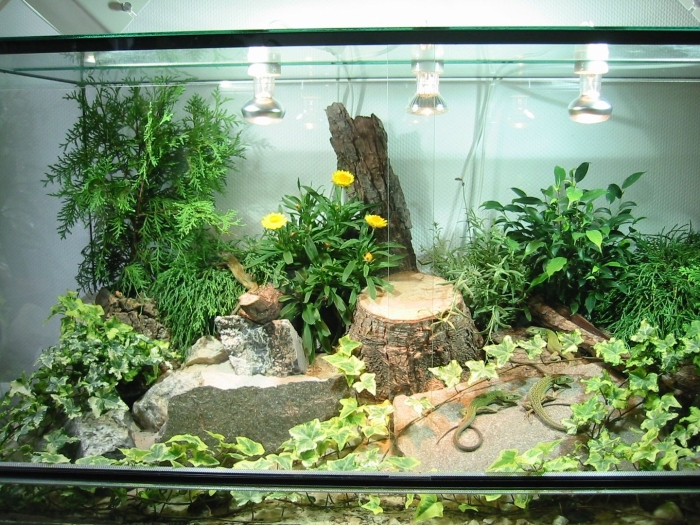Террариум для прыткой ящерицы
