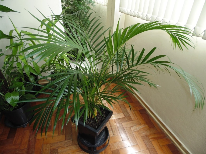 Арека дипсис пальма