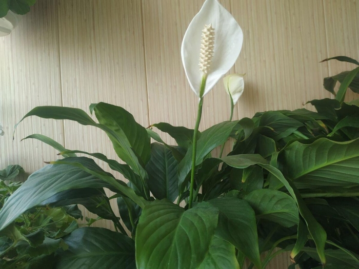 Женское счастье цветок приметы