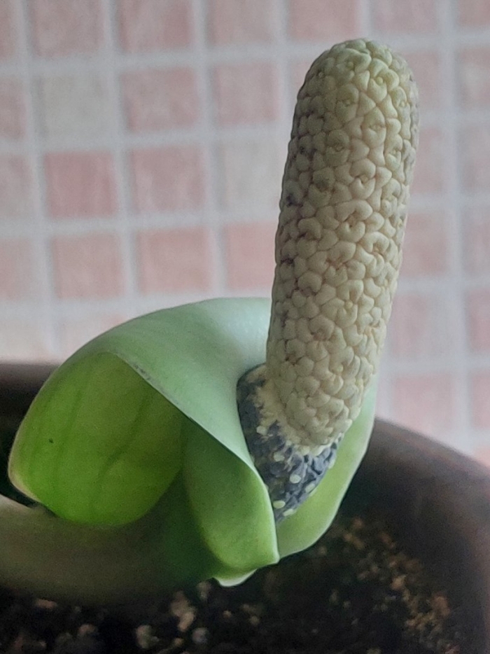 Замиокулькас цветок