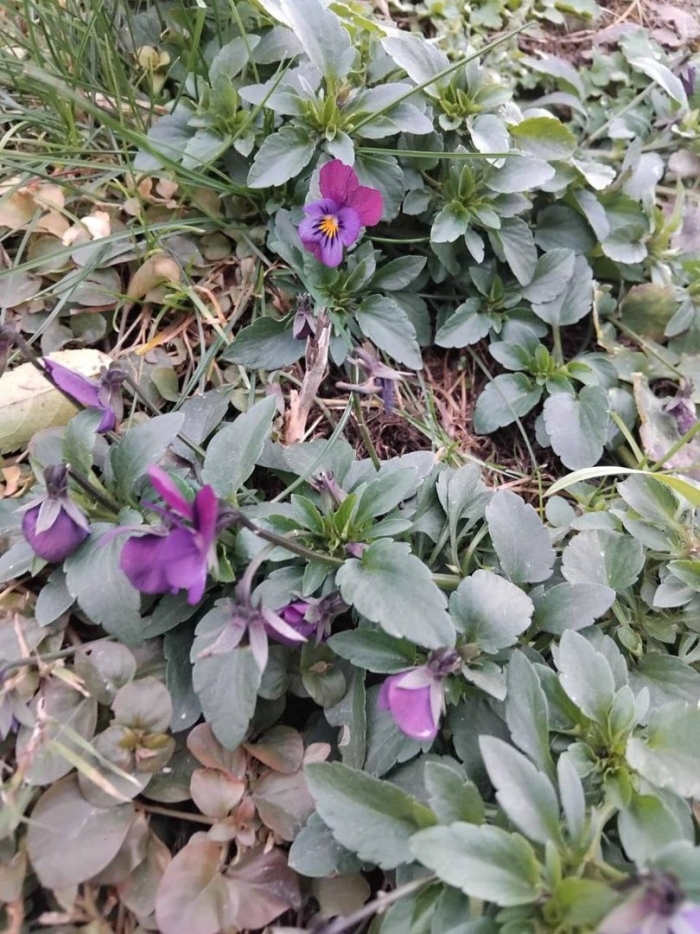 Фиалка душистая альба