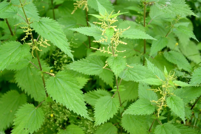 Urtica dioica l.